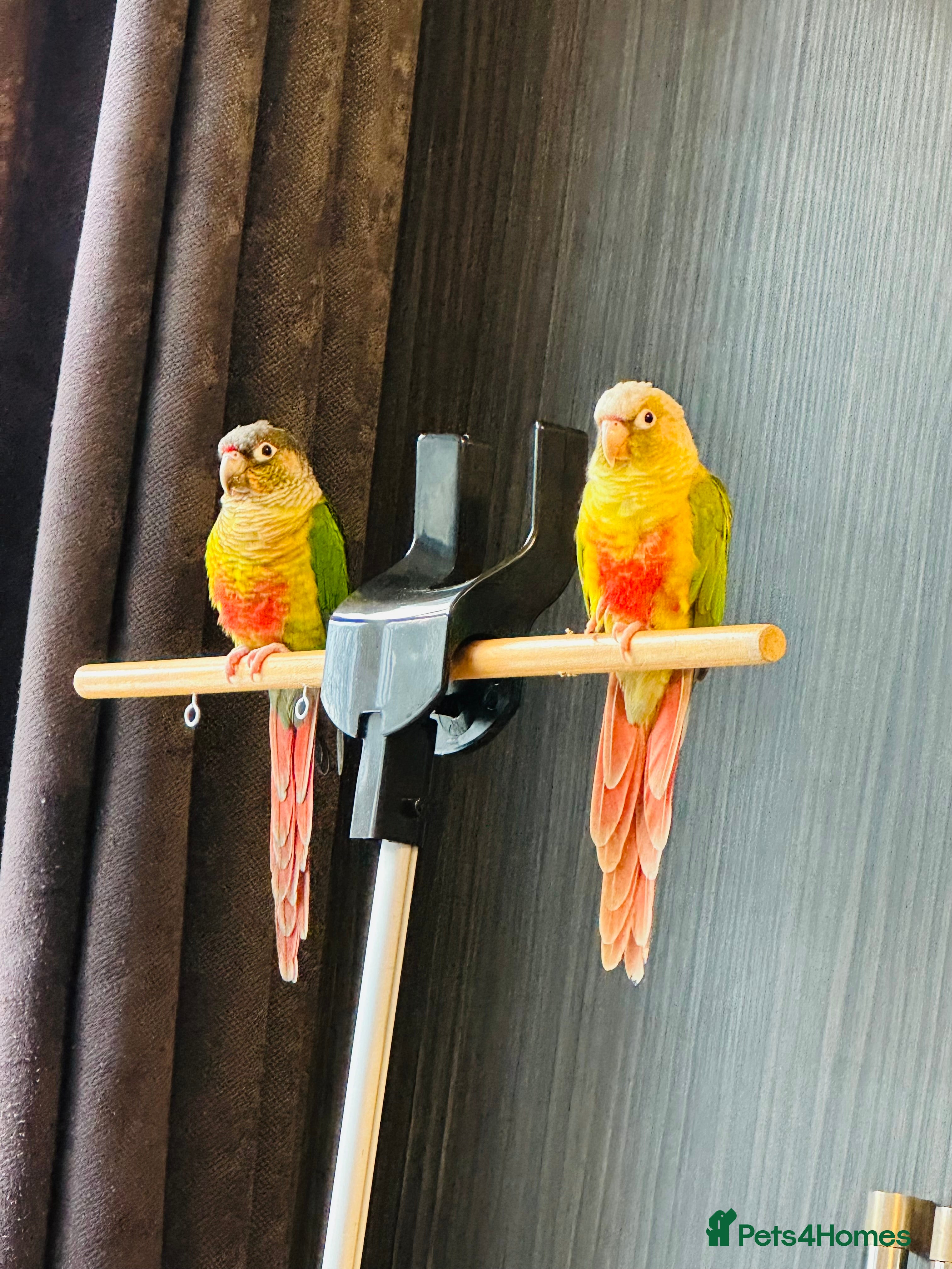 Conures birds Green-cheeked Conure  - Advert 1