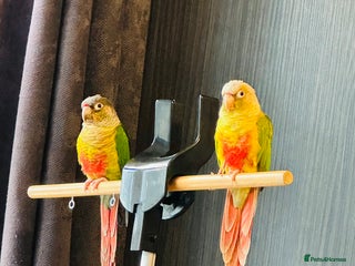 Conures birds Green-cheeked Conure - Advert 2