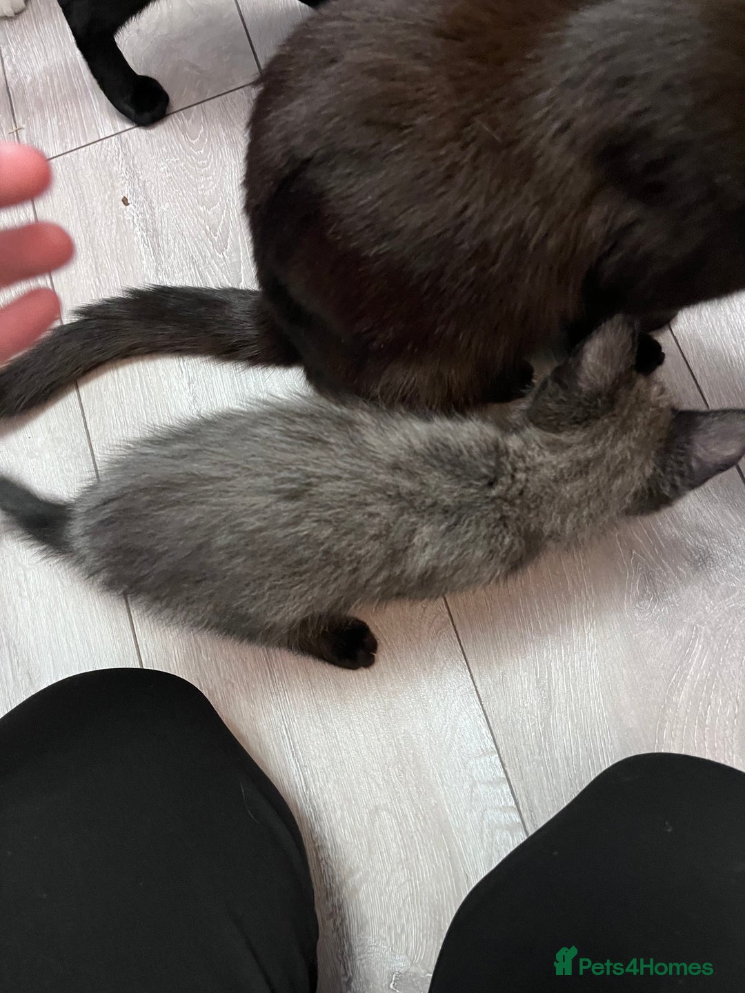 Mixed Breed cats for sale: 2 kittens looking for their fur-ever families  - Image 6