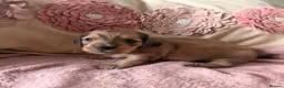 Miniature Dachshund dogs for sale: Miniature long and smooth dachshund pups in Castleford - Advert 8
