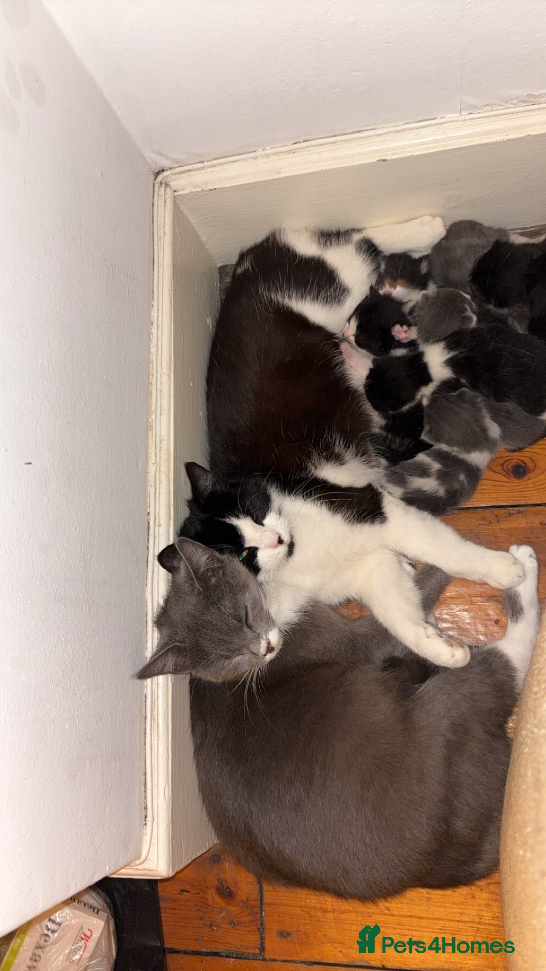 Mixed Breed cats Adorable kittens looking for their new home - Advert 1