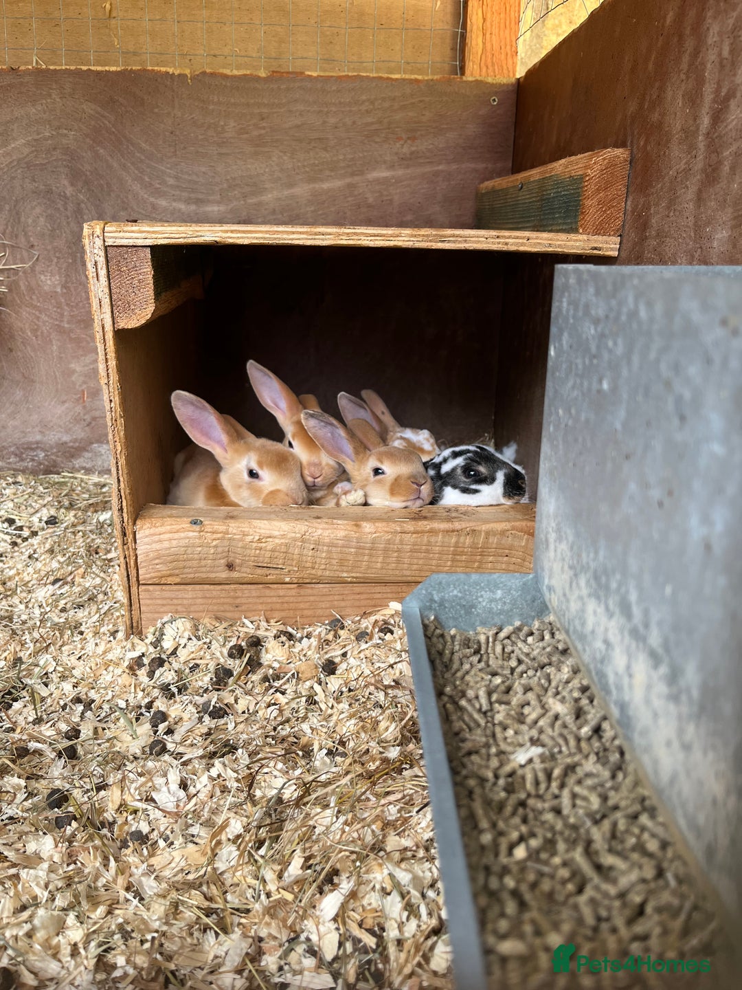 Rex rabbits for sale: Lovely Mini Rex bunnies ready for their new homes - Image 1