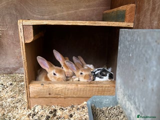 Rex rabbits - Advert 5