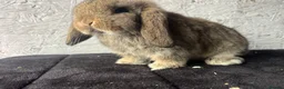 Mini Lop rabbits for sale: Pure mini lop  - Advert 3