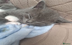 British Longhair cats for sale: Beautiful British longhair kittens  - Image 5