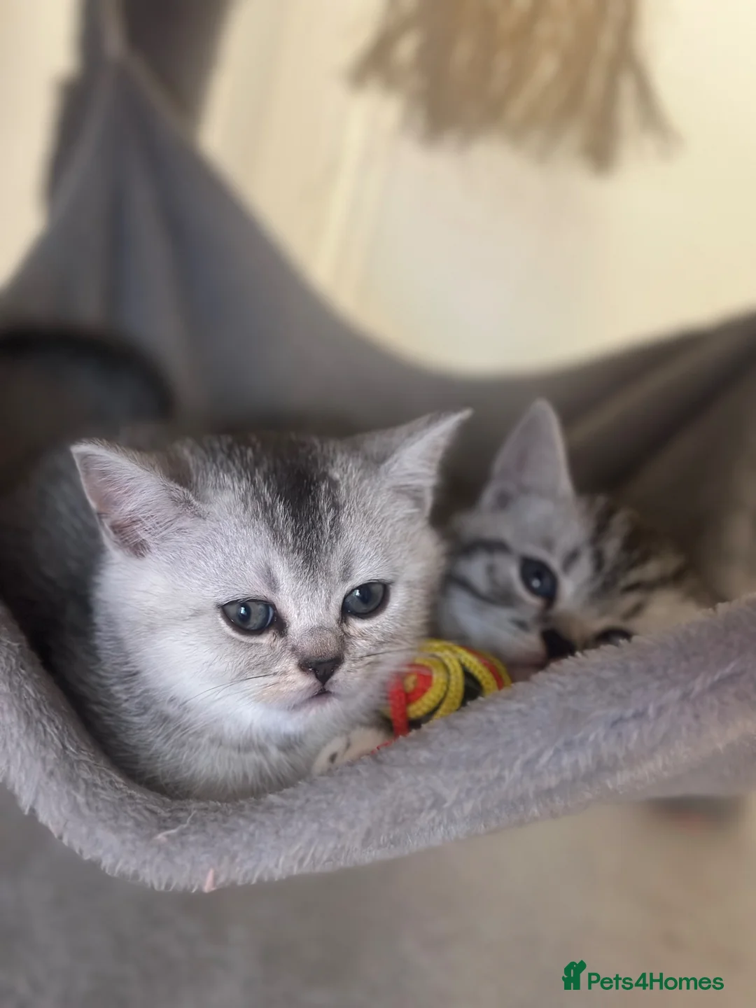 British Shorthair cats for sale: Mr Dany - Advert 2