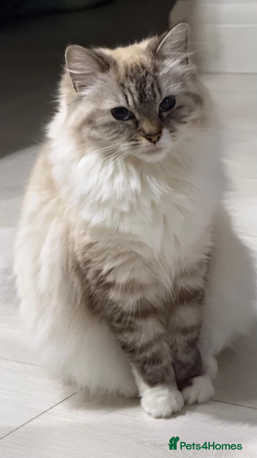 Siberian cats Beautiful Siberian Kittens – 3 Girls & 4 Boys 💙🩷 - Advert 2