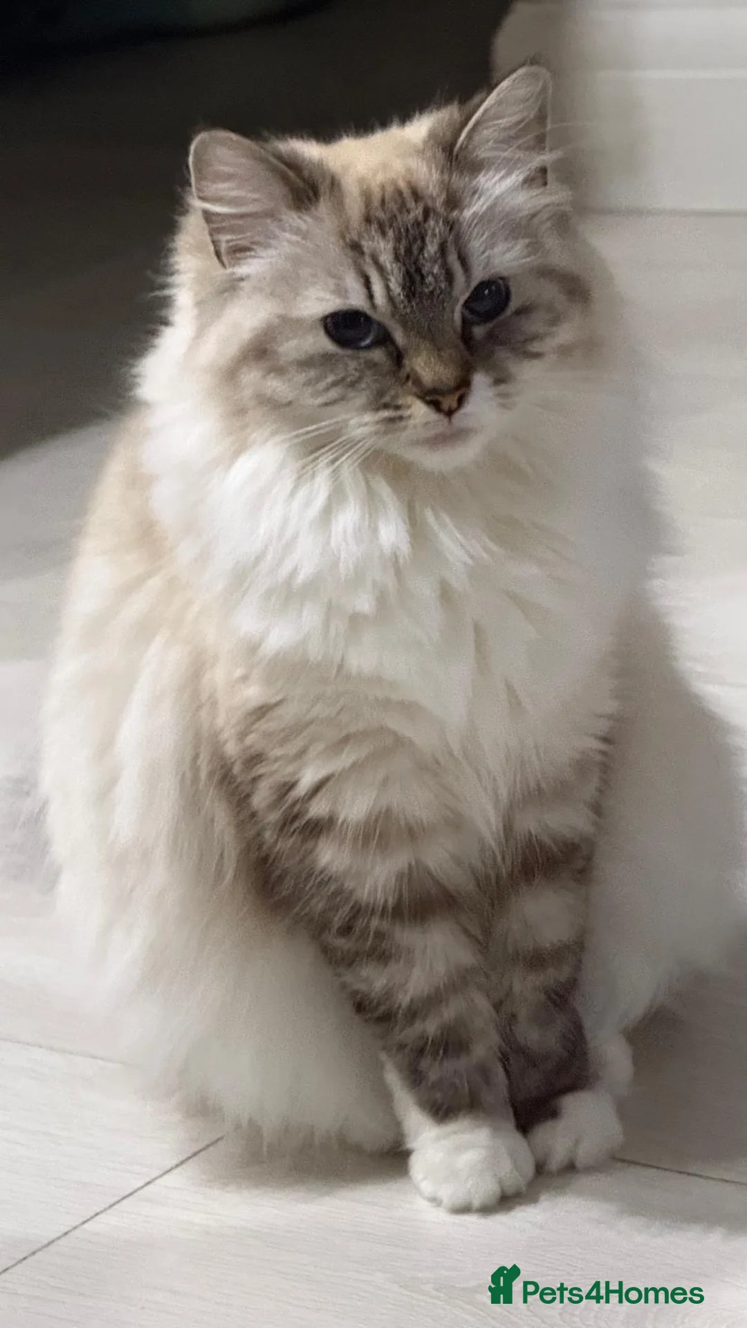 Siberian cats for sale: Beautiful Siberian Kittens – 3 Girls & 4 Boys 💙🩷 - Advert 2