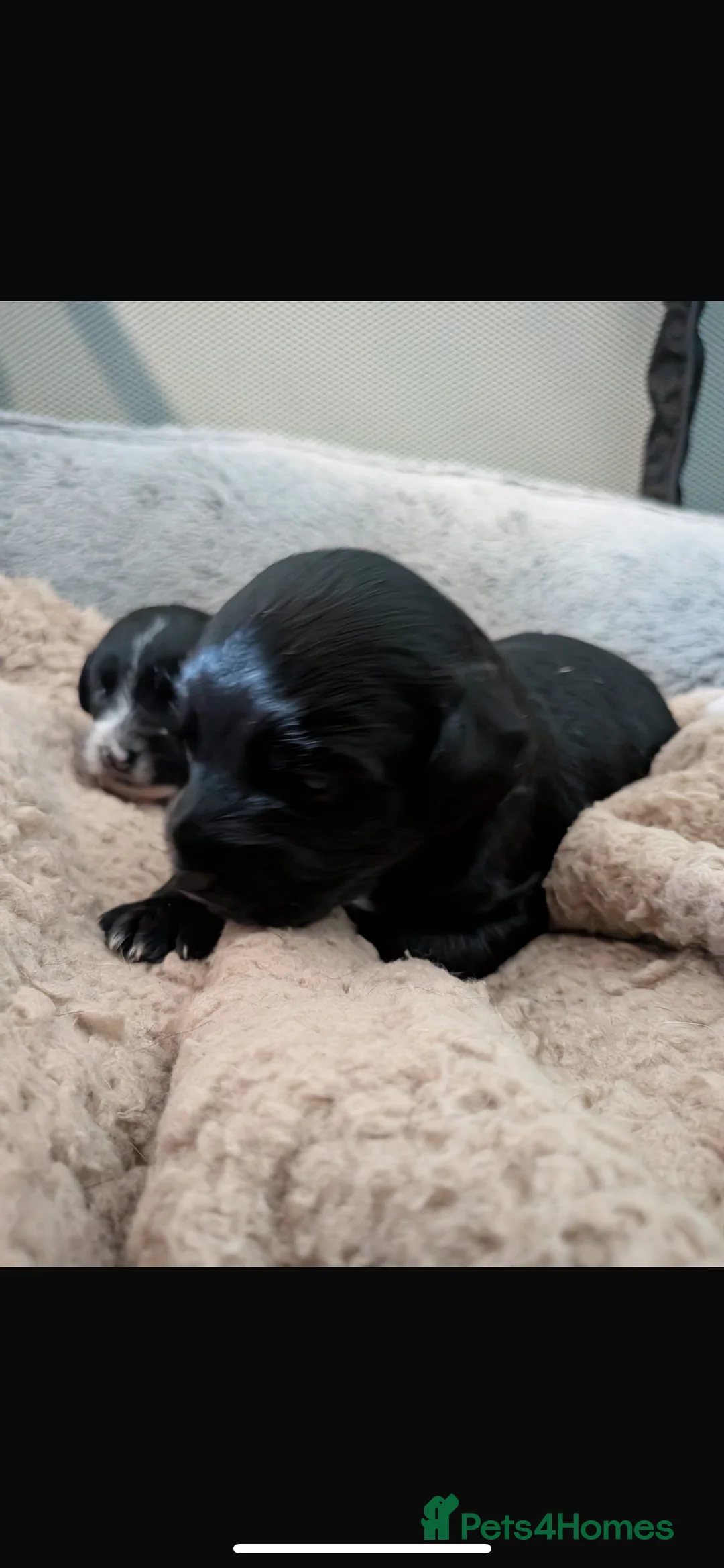 Mixed Breed dogs for sale: Jackapoo puppies for sale - Advert 4