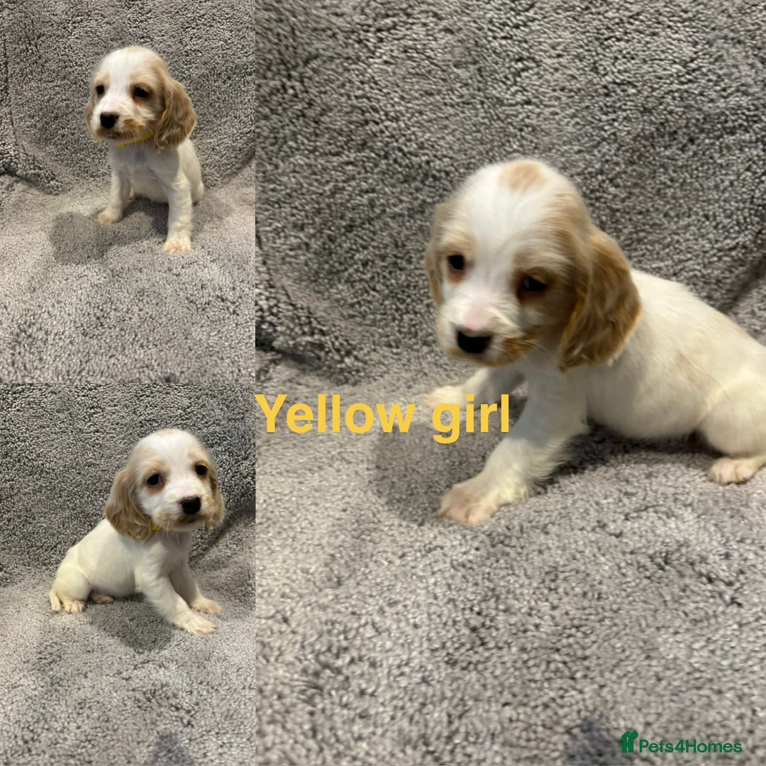 Cocker Spaniel dogs for sale: Beautiful show type cocker spaniel puppys - Advert 4