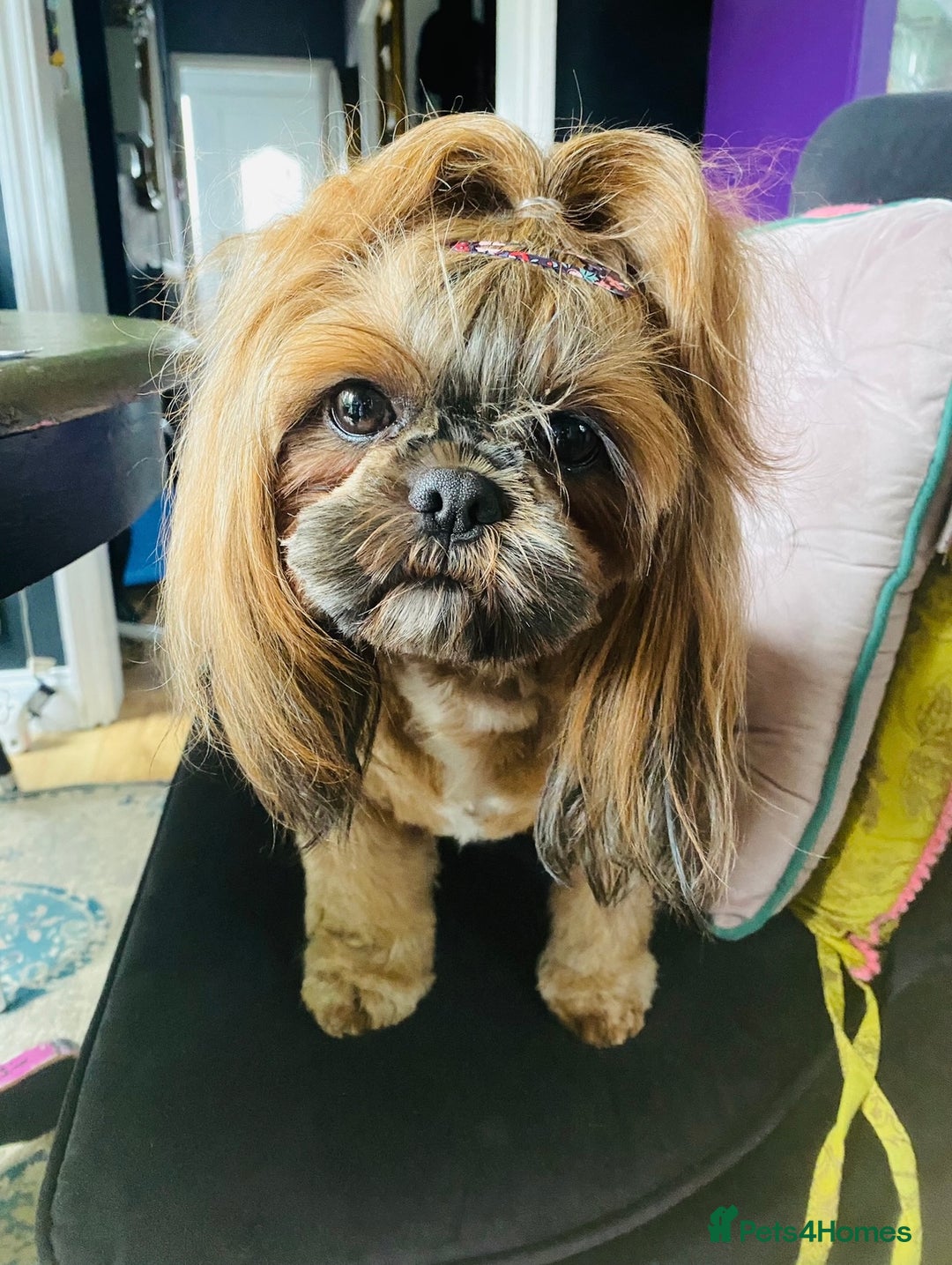 Shih Tzu dogs for sale: Lovely shih-tzu puppies for sale - Image 3