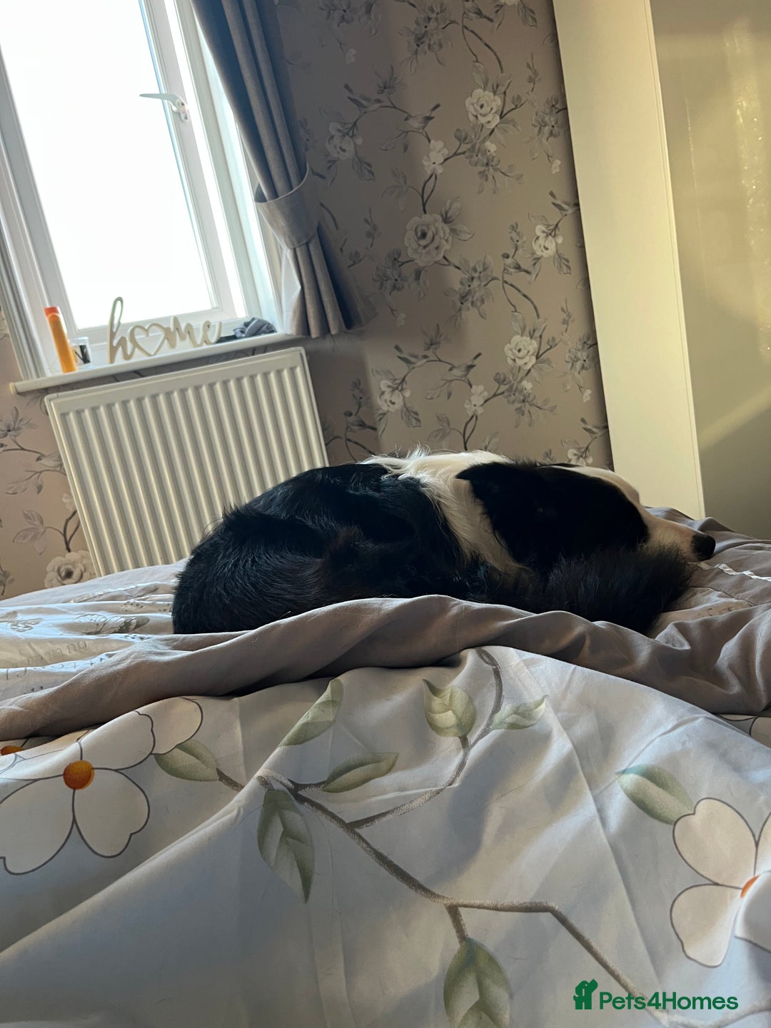 Border Collie dogs for sale: New home for max  - Image 6