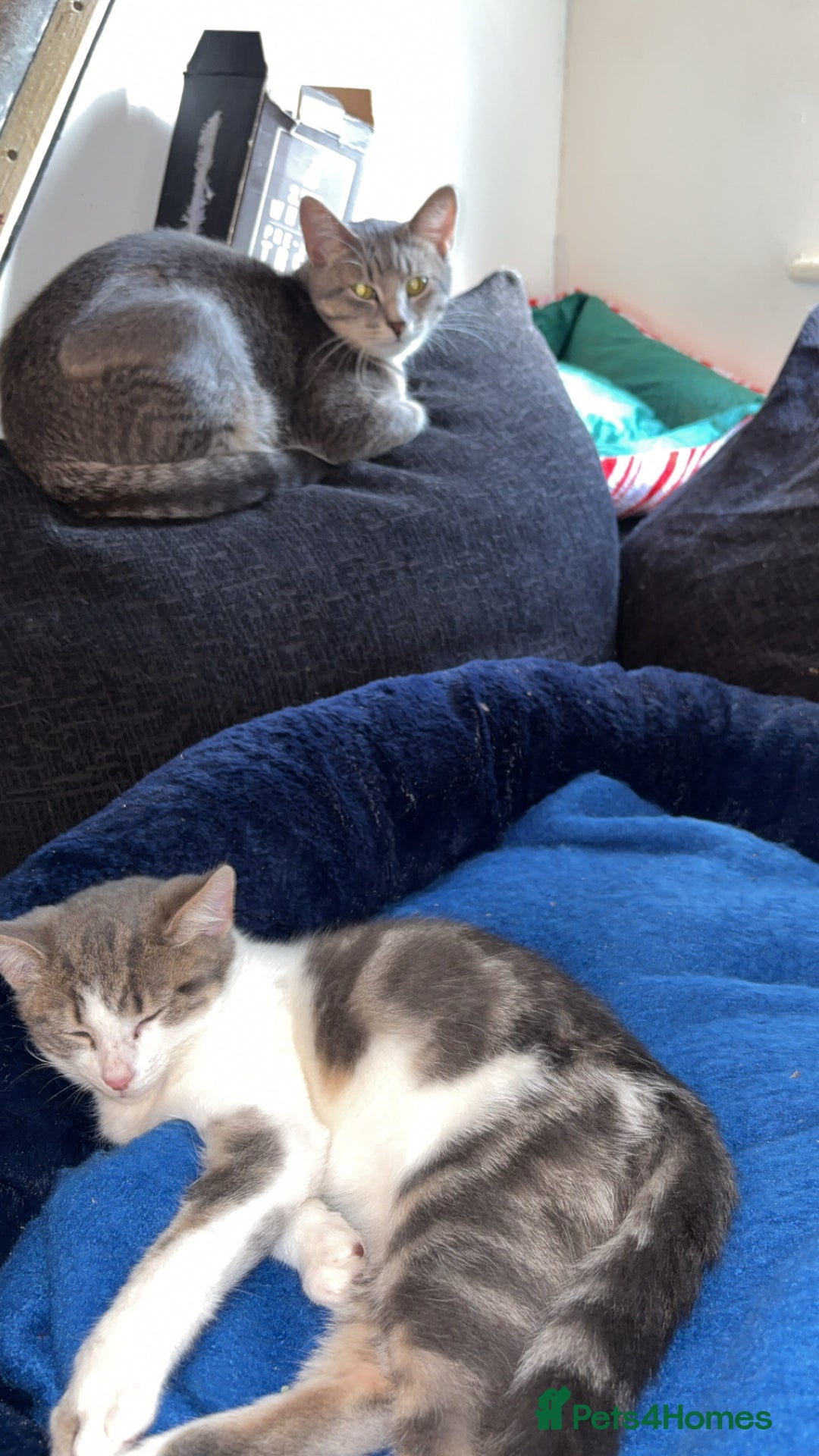 British Shorthair cats for sale: Missy & her 3 kittens & adopted rescue kitten scar - Image 4