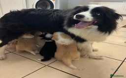 Border Collie dogs for sale: Quality Show Line KC Border Collie Males💙 - Image 15