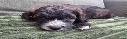 Yorkiepoo dogs for sale: Adorable Yorkiepoo Puppies Available - Litter of 6 - Advert 6