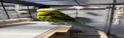 Budgerigars birds for sale: Exhibition budgies (bonded pair) - Advert 10