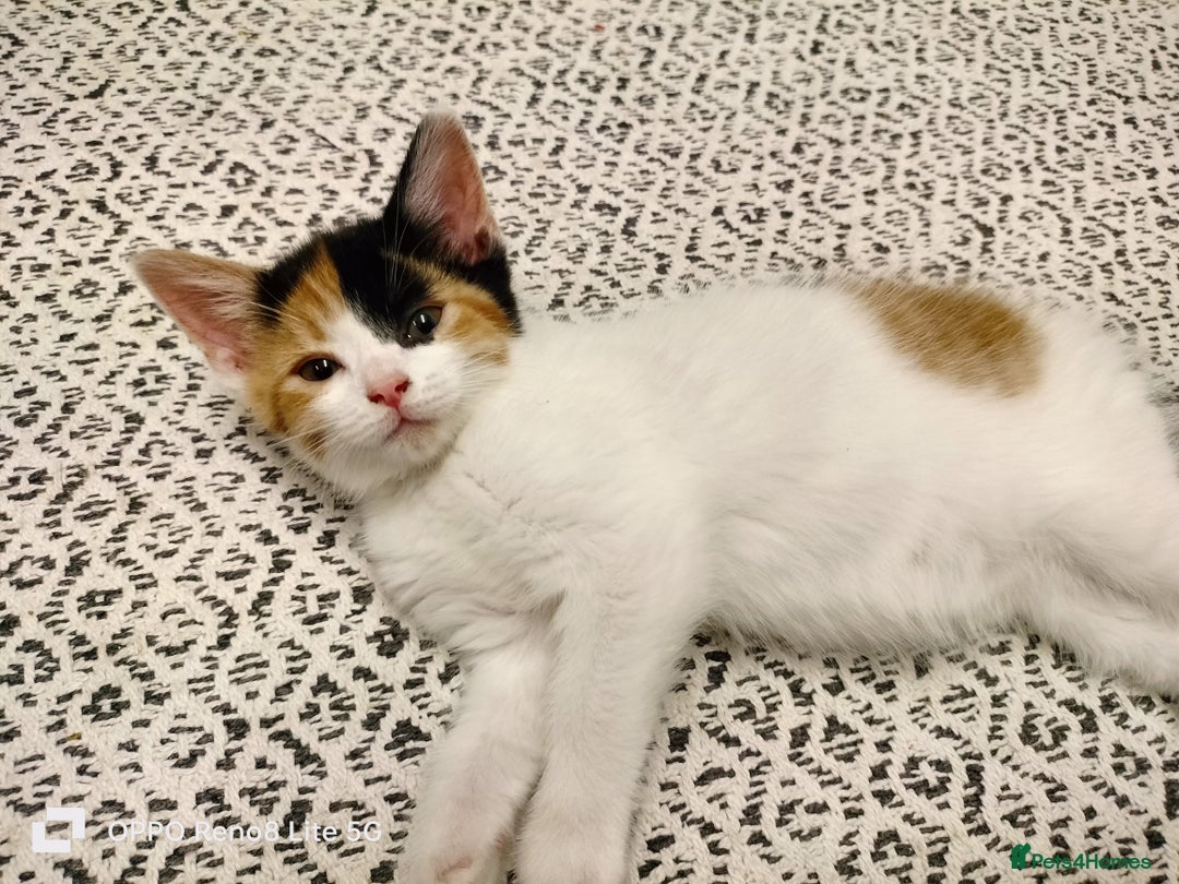 Domestic Shorthair cats for sale: Kittens  - Advert 18