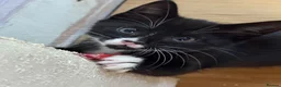 Mixed Breed cats for sale: 3 cheeky kittens - Advert 3