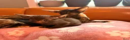 Oriental cats for sale: Beautiful Siamese & Oriental Kittens  - Advert 17
