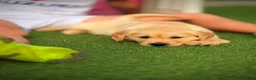 Golden Retriever dogs for sale: Kc registered golden retriever puppies !!! - Advert 10