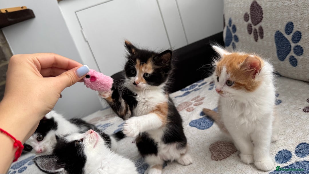 Domestic Shorthair cats for sale: Beautiful and adorable kittens for sale☺️ - Image 12