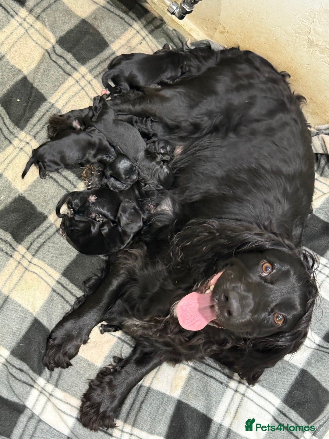 Cocker Spaniel dogs for sale: Cocker spaniel pups for sale! - Image 10