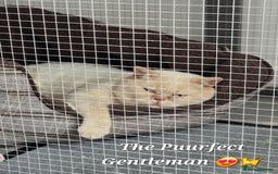 British Shorthair cats for stud: Zeus-Cream of the crop! GCCF/TICA reg  - Image 11