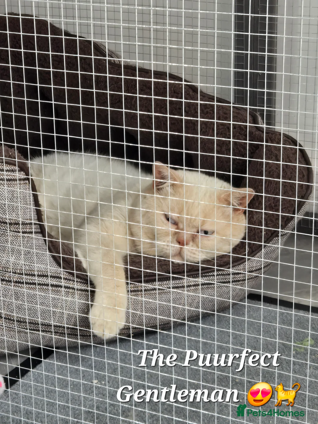 British Shorthair cats for stud: Cream of la crop! Blood group B. GCCF/TICA reg  - Advert 19