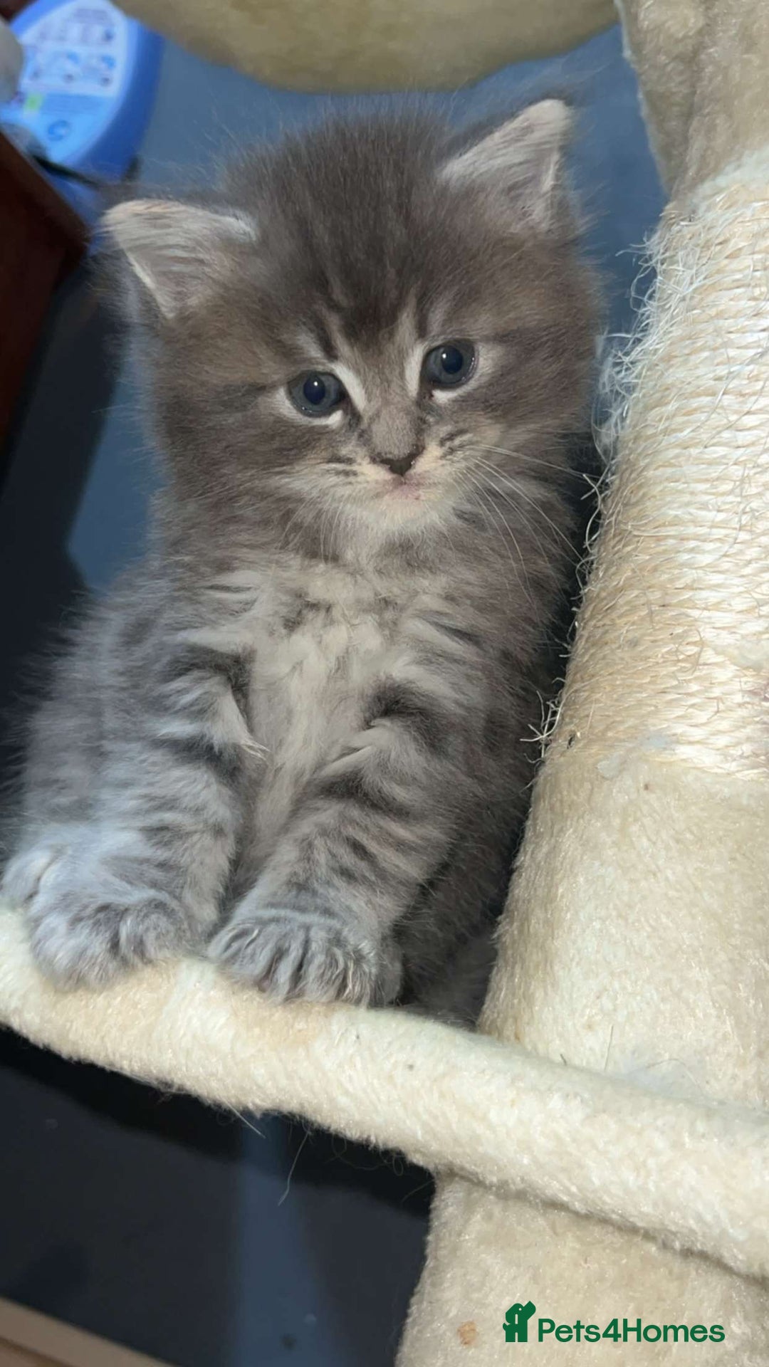 Mixed Breed cats for sale: Stunning Ragdoll x Maine Coon Kittens - Advert 27