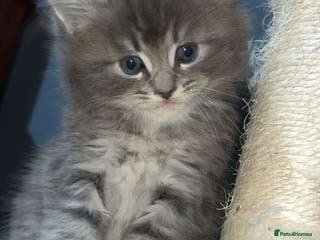 Mixed Breed cats Stunning Ragdoll x Maine Coon Kittens - Advert 7