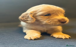 Cockapoo dogs for sale: Cockapoo F2 beautiful puppies  - Image 1
