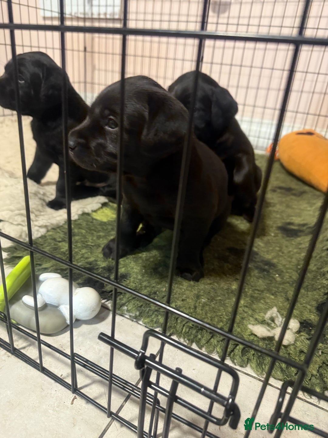 Labrador Retriever dogs for sale: Labeador pups - Advert 5