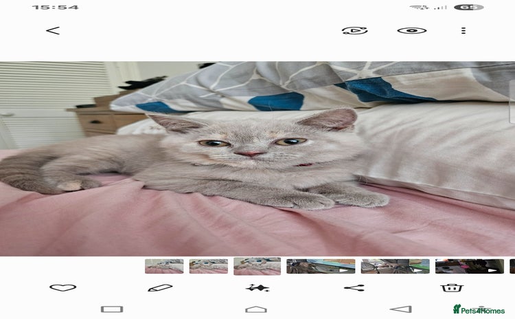 British Shorthair cats - Advert 8
