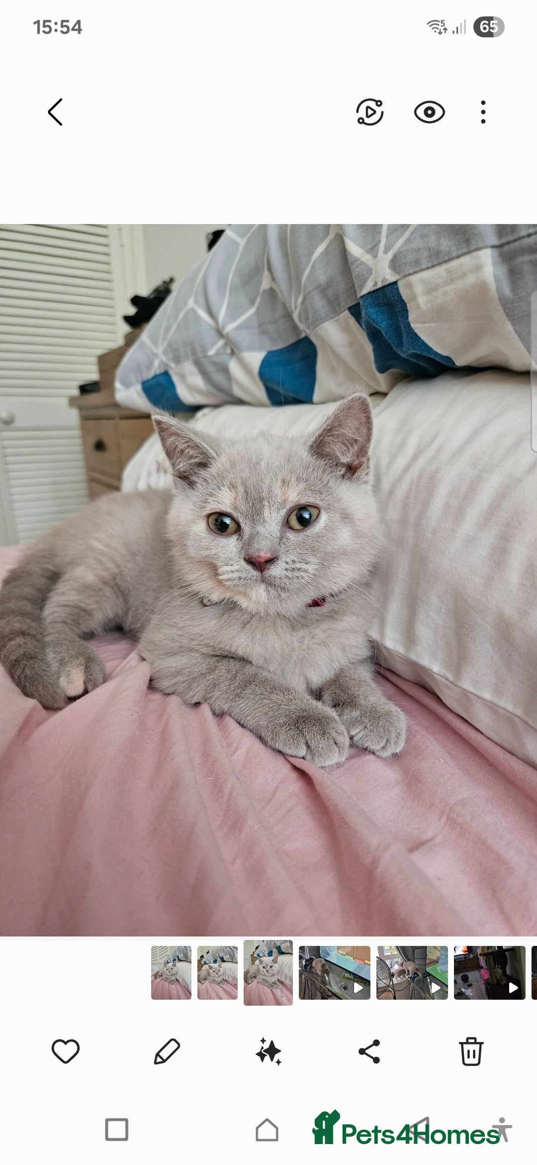 British Shorthair cats for sale: Rare lilac British Short Hair Kitten (Female)  - Image 1