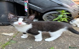 Domestic Shorthair cats for sale:  female kittens beautiful temperaments - Image 16