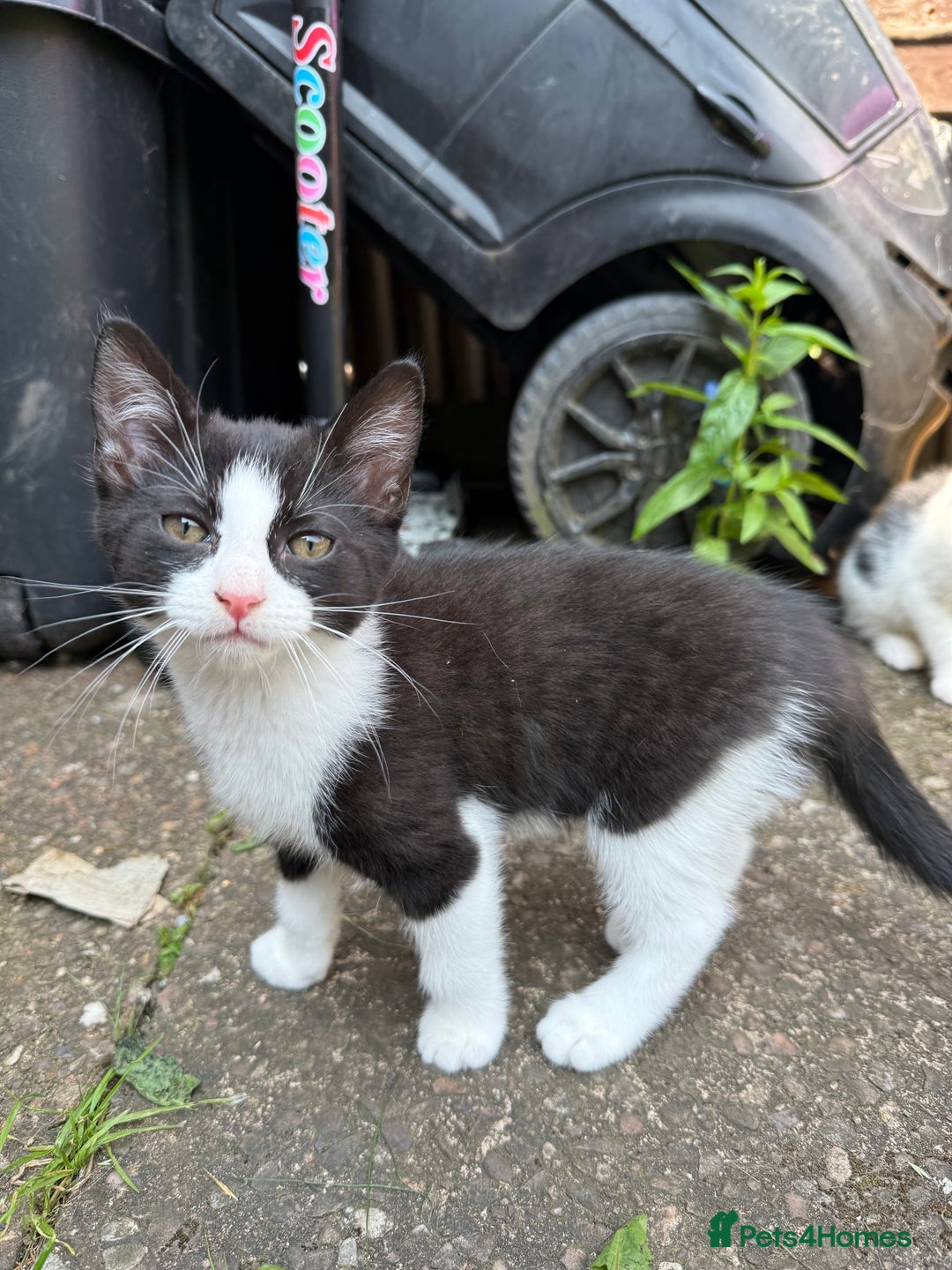 Domestic Shorthair cats for sale:  female kittens beautiful temperaments - Image 16