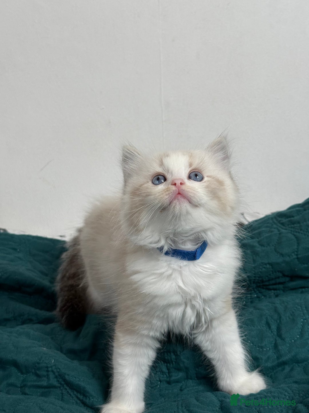 Ragdoll cats for sale: Beautiful Ragdoll kittens TICA - Advert 14