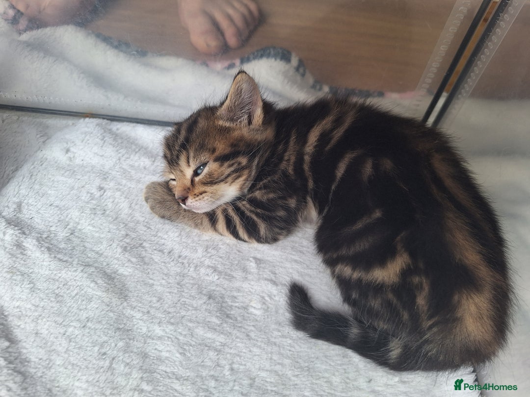 British Shorthair cats for sale: Happy Ragdoll British Short Haired Cross - Image 3