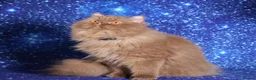 British Longhair cats for sale: Cinnamon British Longhaired cat available  - Advert 9