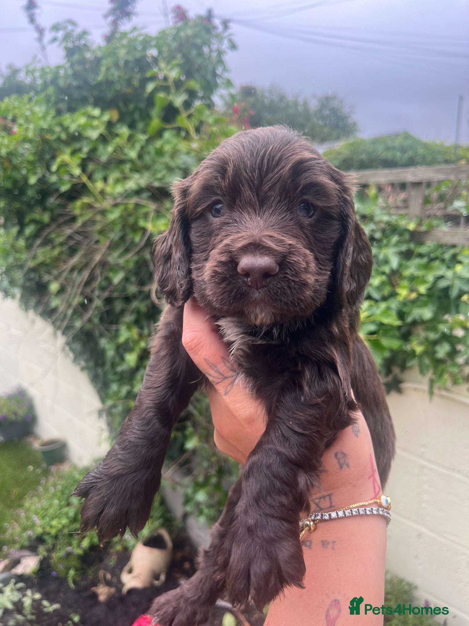 Cocker Spaniel dogs Outstanding cocker spaniel puppies - Advert 2