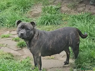 Staffordshire Bull Terrier dogs FUTURE LITTER ANNOUNCEMENT - Advert 1