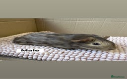 Guinea Pig rodents for sale: Young Guinea pigs  - Image 5