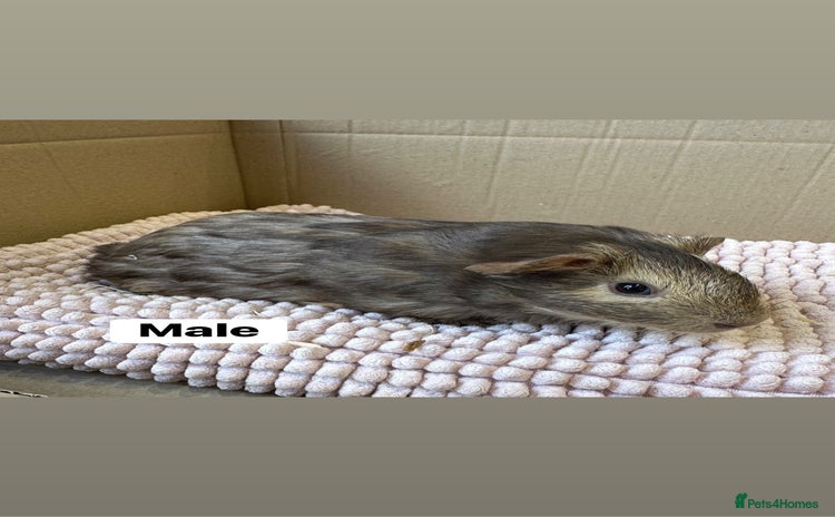 Guinea Pig rodents - Advert 10