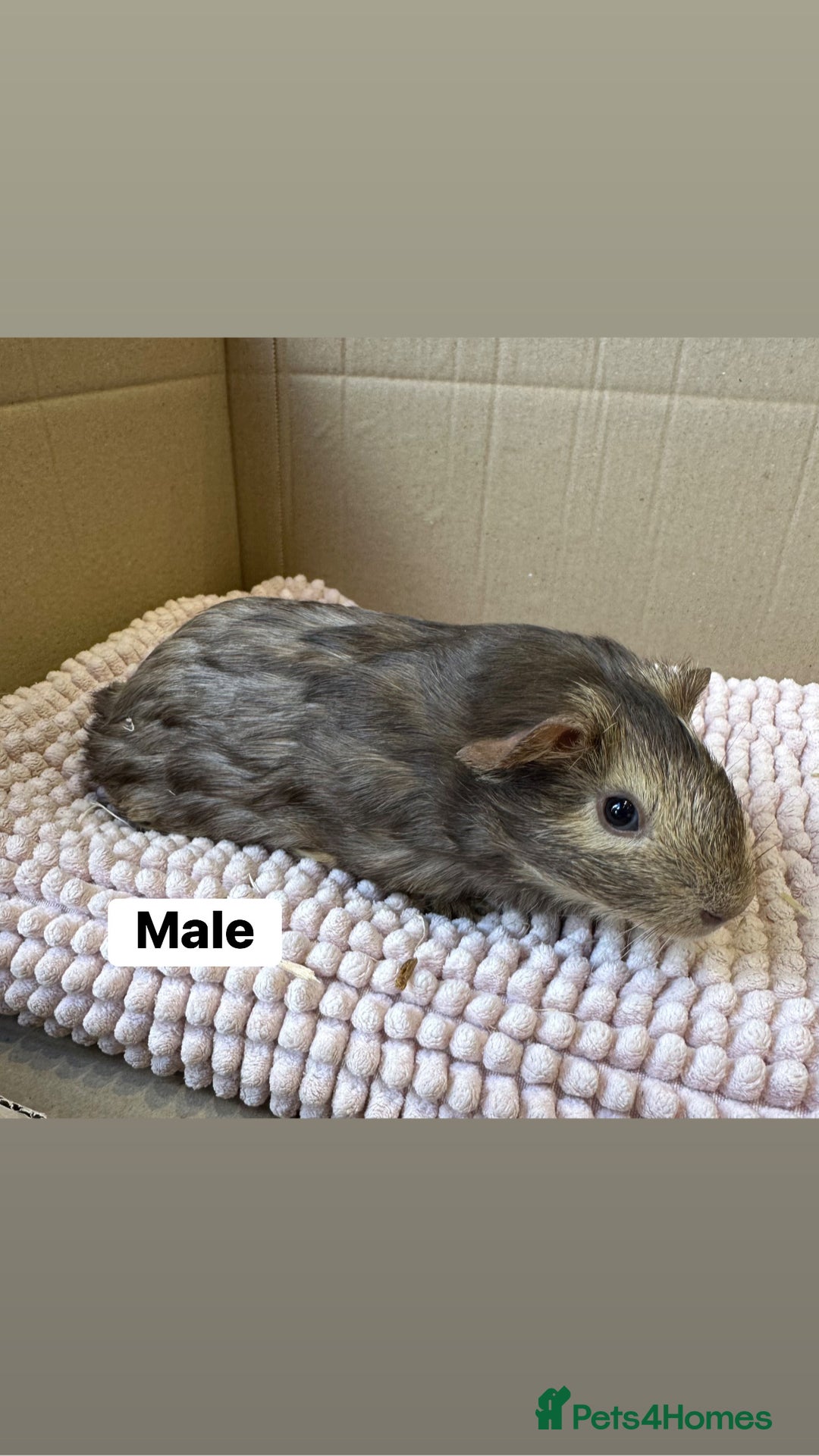 Guinea Pig rodents for sale: Young Guinea pigs  - Image 5