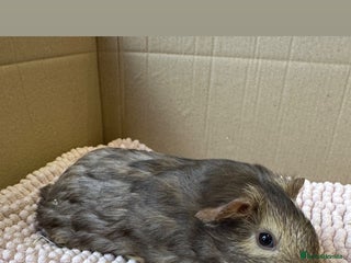 Guinea Pig rodents - Advert 21