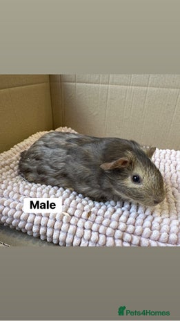 Guinea Pig rodents - Advert 11