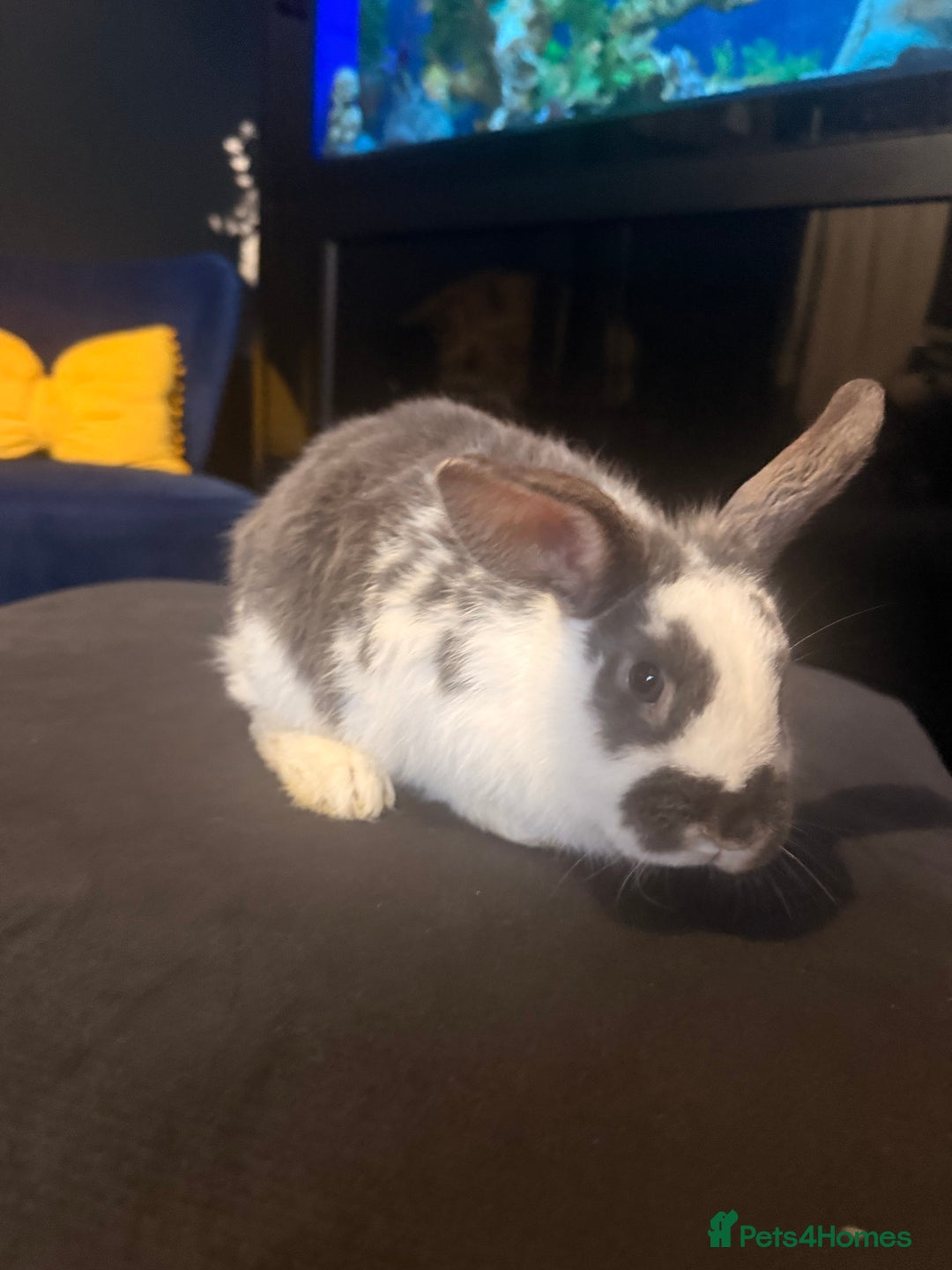 English Lop rabbits for sale: Baby bambi bunny  - Advert 1