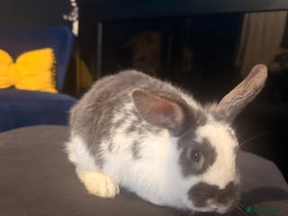 English Lop rabbits Baby bambi bunny - Advert 4