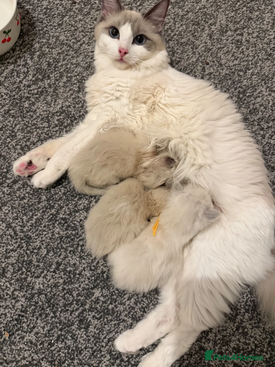 Ragdoll cats for sale: Ragdolls bio  - Advert 1