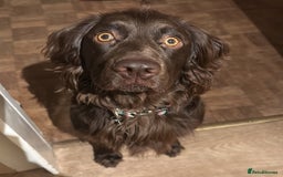 Cocker Spaniel dogs for stud: Gorgeous Chocolate Cocker for stud in Chichester - Image 9